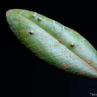 Stemonoporus revolutus Trimen ex Hook.f.