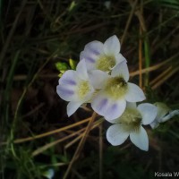 Limnophila aquatica (Roxb.) Alston