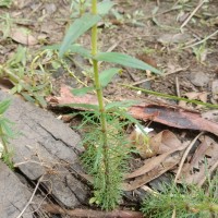 Limnophila aquatica (Roxb.) Alston