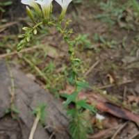 Limnophila aquatica (Roxb.) Alston