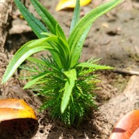 Limnophila aquatica (Roxb.) Alston