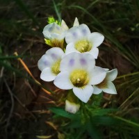 Limnophila aquatica (Roxb.) Alston