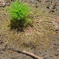 Limnophila aquatica (Roxb.) Alston