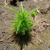 Limnophila aquatica (Roxb.) Alston