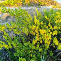 Suriana maritima L.