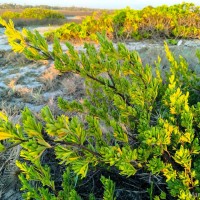 Suriana maritima L.