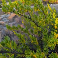 Suriana maritima L.