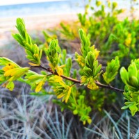 Suriana maritima L.