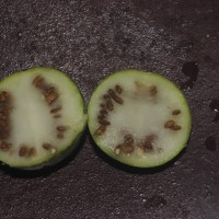Citrullus colocynthis (L.) Schrad.
