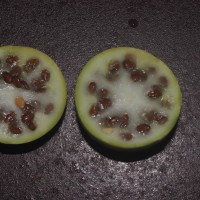 Citrullus colocynthis (L.) Schrad.