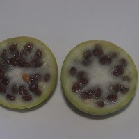 Citrullus colocynthis (L.) Schrad.