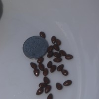 Citrullus colocynthis (L.) Schrad.