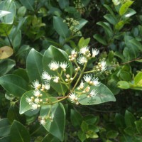 Syzygium caryophyllatum (L.) Alston