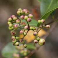 Syzygium caryophyllatum (L.) Alston