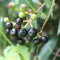 Syzygium caryophyllatum (L.) Alston