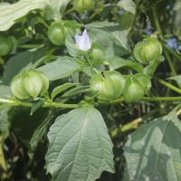 Nicandra physalodes (L.) Gaertn.