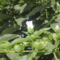 Nicandra physalodes (L.) Gaertn.