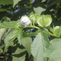 Nicandra physalodes (L.) Gaertn.