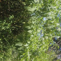 Nicandra physalodes (L.) Gaertn.