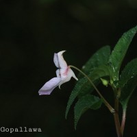 Impatiens truncata Thwaites
