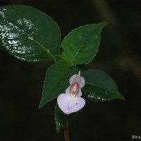 Impatiens truncata Thwaites