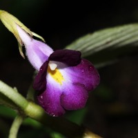 Henckelia walkerae (Gardner) D.J.Middleton & Mich.Möller