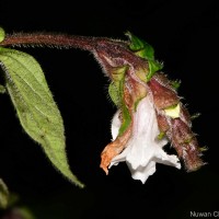 <i>Strobilanthes medahinnensis</i> Nilanthi