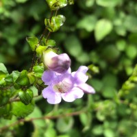 <i>Strobilanthes sexennis</i>  var.  cordata  J.R.I.Wood
