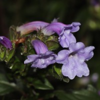 <i>Strobilanthes sexennis</i> var. sexennis Nees