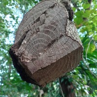 Anamirta cocculus (L.) Wight & Arn.