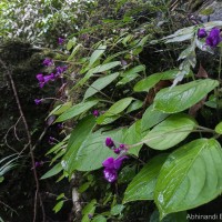 Impatiens janthina Thwaites