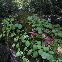 Impatiens janthina Thwaites