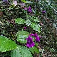 Impatiens janthina Thwaites