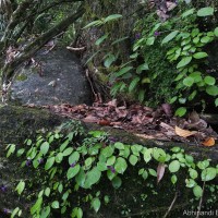 Impatiens janthina Thwaites