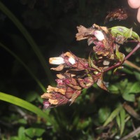 Strobilanthes sexennis var. hirtsutissima (Nees) C.B.Clarke