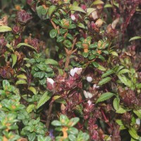 Strobilanthes sexennis var. hirtsutissima (Nees) C.B.Clarke