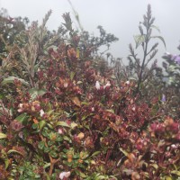 Strobilanthes sexennis var. hirtsutissima (Nees) C.B.Clarke