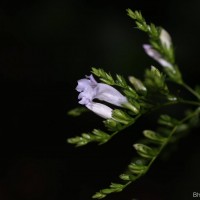 Strobilanthes sexennis var. glaberrima J.R.I.Wood