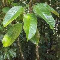 Stemonoporus kanneliyensis Kosterm.