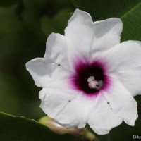Argyreia hancorniifolia Gardner ex Thwaites