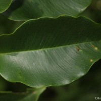Argyreia hancorniifolia Gardner ex Thwaites