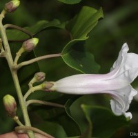 Argyreia hancorniifolia Gardner ex Thwaites