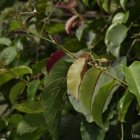 Argyreia hancorniifolia Gardner ex Thwaites