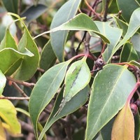 Syzygium micranthum Thwaites