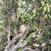 Syzygium micranthum Thwaites