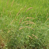 Cenchrus setosus Sw.