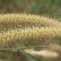 Cenchrus setosus Sw.