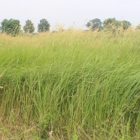 Cenchrus setosus Sw.