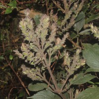Strobilanthes nockii Trimen