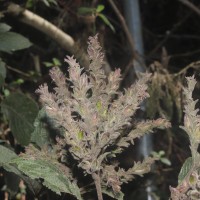Strobilanthes nockii Trimen